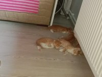 5 adet yavru sarman kedi