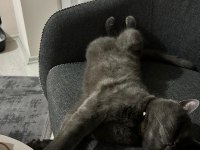 British shorthair 3 yaşında kedimiz