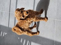 Safkan medium poodle yavru 4 aylık sağlıklı oyuncu