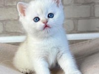 Bembeyaz Top Kafa Yavrumuz NS1133 British Shorthair 