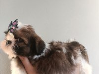 IRK GARANTİLİ SHİTZU YAVRULAR A KALİTE
