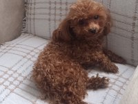 Tea Cup Redbrown Toy Poodle dişi