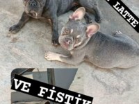 french bulldog yavru 30 günlük dişi ve erkek
