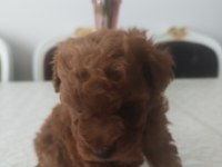 Teacup red brown korekan erkek poodle yavru