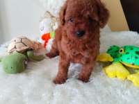 Pafuduk pafuduk poodle yavrular sizleri bekliyor