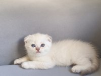 Güzel Scottish Fold Kızımız Yeni Ailesini Bekliyor