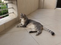 British shorthair kedimize yuva arıyoruz