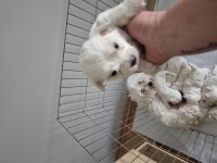 Maltese terrier yavrum 55 günlük