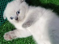 Scottish fold blue point