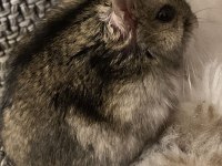 HAMSTER-GONZALES YAVRULARIMIZ HERYERE GÖNDERİM
