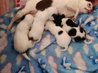 Anne altında A kalite chihuahua yavrular