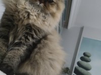British Longhair Kızımız sahip arıyor.
