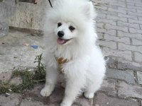 Kar Beyaz Pomeranian Dişi