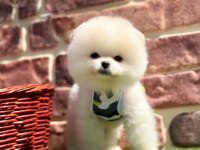 Safkan Pomeranian Boo Bebekler