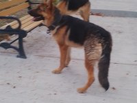 Alman Çoban Köpeği 10 Aylık