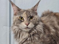 Maine coon kedisi