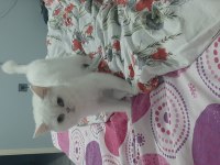 Sahiplendirme british shorthair