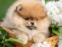 Pomeranian Boo Yavrumuz