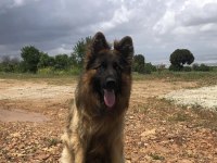 Uzun Tüylü Şampiyon Alman Çoban Köpeği