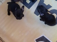 French bulldog kara kuzularım yeni yuvalarına uçmaya hazır