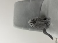 Scottish fold kedisi