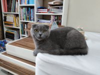 Scottish fold erkek kedimiz