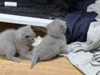 Çok Sağlıklı British Shorthair