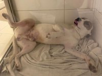 Çok uysal bir köpektir yuva arıyor