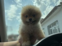 Show kalite pomeranian boo