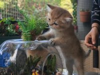 Ankaranın en seçkin golden british shorthair yavruları