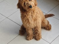 Dişi toy poodle