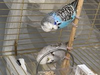 Show Jumbo Muhabbet Kuşu