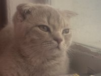 Oyuncu scottish fold bebişime yuva arıyoruz