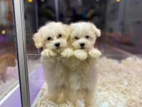 KORE TEACUP BEMBEYAZ HARİKA MALTESE TERRİER BEBEKLER