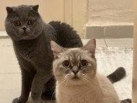 Güzel bebekler british longhair
