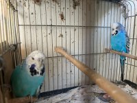 Jumbo Muhabbet Kuşu Takım