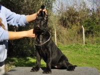 şecere belgeli ırk ve sağlık garantili cane corso yavrular