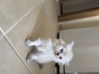British Longhair yavrumuz