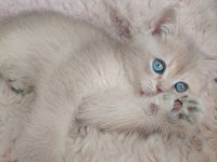 Fıstık british shorthair oğlum