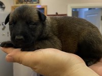 FCI Şecere Malinois