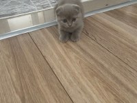 2 aylık oyuncu scotish erkek yavru kedimiz