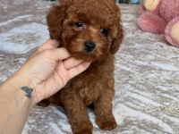 EFSANE TOY POODLE YAVRULARI 