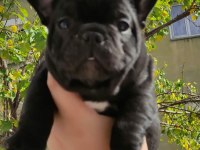 A Kalite French Bulldog Yavrular