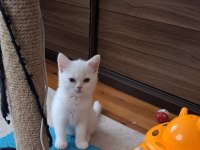 Yeni yuvasına gitmeye hazır dişi british shorthair