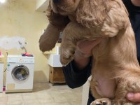 Cocker Yavrularımız Yeni Ailesini Beklemekte