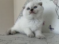 Bal Küpü Blue Point Scottish Fold Bebekler