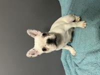 Safkan yüksek kalite french bulldog yavrularımız