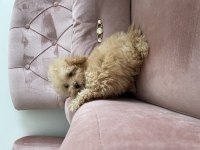Maltipoo A kalite 0 numara bebeklerimiz erkek ve dişi