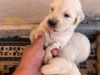 25 günlük golden retriever yavruları