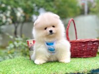 Safkan Pomeranian Boo Yavrularımız